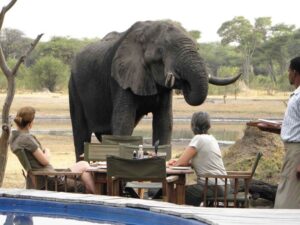 The Hide Safari Camp, Zimbabwe | Zimbabwe | breakfast with elephant | The Ultimate Travel Company