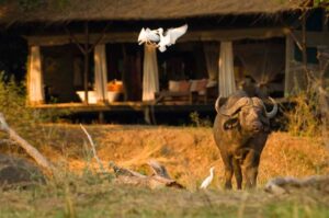 Chiawa Camp, Lower Zambezi National Park | Zambia | carabao | The Ultimate Travel Company