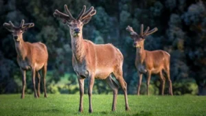 Cabot Lodge, Te Anau | NEW ZEALAND | deer | The Ultimate Travel Company