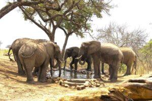 Tarangire Treetops, Tanzania | Safari Adventures | Ultimate Travel Company