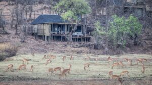 Puku Ridge, South Luangwa National Park | The Ultimate Travel Company