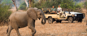 Nsefu, South Luangwa National Park | The Ultimate Travel Company