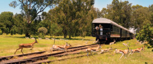 Rovos Rail, South Africa | South Africa | the two tourist are amazed by the animals | The Ultimate Travel Company