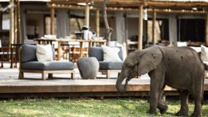 Ruckomechi Camp, Mana Pools National Park | Riverside Safari Haven | Ultimate Travel Company