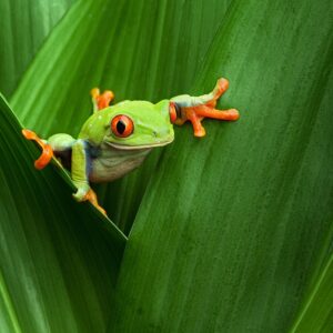 Tropical Frog | Luxury Costa Rica Holidays | The Ultimate Travel Company