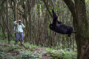 Bisate Lodge, Volcanoes National Park | Rwanda | gorilla | Ultimate Travel Company