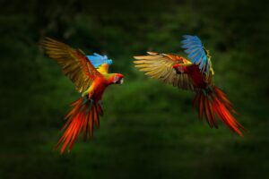 Parrots | Costa Rica | The Ultimate Travel Company