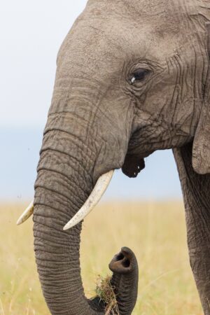 Vertical,Photo,Closeup,Of,African,Elephant,Showing,Tusk,,Trunk,,And
