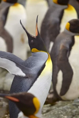 The Spirit of Enderby Antartic Cruise | Secrets of the Polar Realm | Ultimate Travel Company