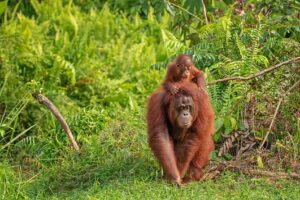 Orangutan | Borneo | Ultimate Travel Company