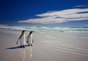Penguins | Falkland Islands | The Ultimate Travel Company