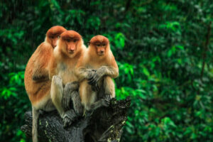 Proboscis Monkeys | Borneo | Ultimate Travel Company