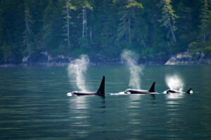 The Ultimate Travel Company | Killer Whales