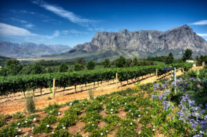 The Ultimate Travel Company | Vineyards of the Stellenbosch