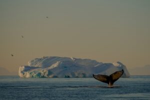Humpback Whale | Antarctica | The Ultimate Travel Company