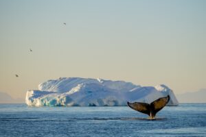 Humpback Whale Tail Coming Out of the Water | Antarctica Cruises | Antarctica Holidays | The Ultimate Travel Company