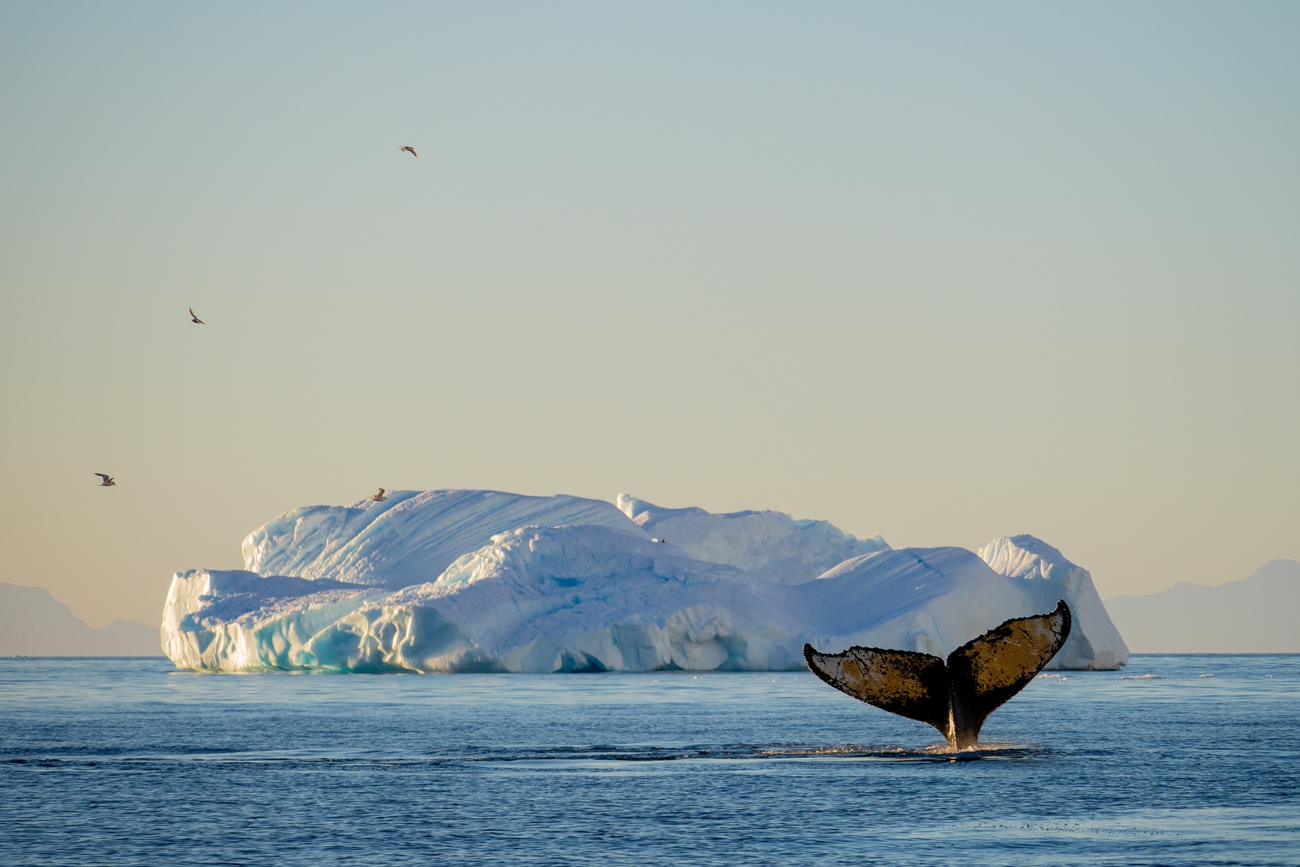 Humpback Whale Tail Coming Out of the Water | Antarctica Cruises | Antarctica Holidays | The Ultimate Travel Company