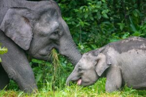 Pyme Elephant | Borneo | Ultimate Travel Company