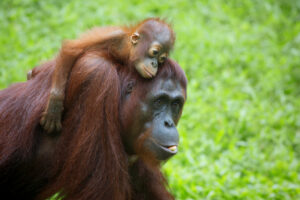 Orangutan | Borneo | Ultimate Travel Company