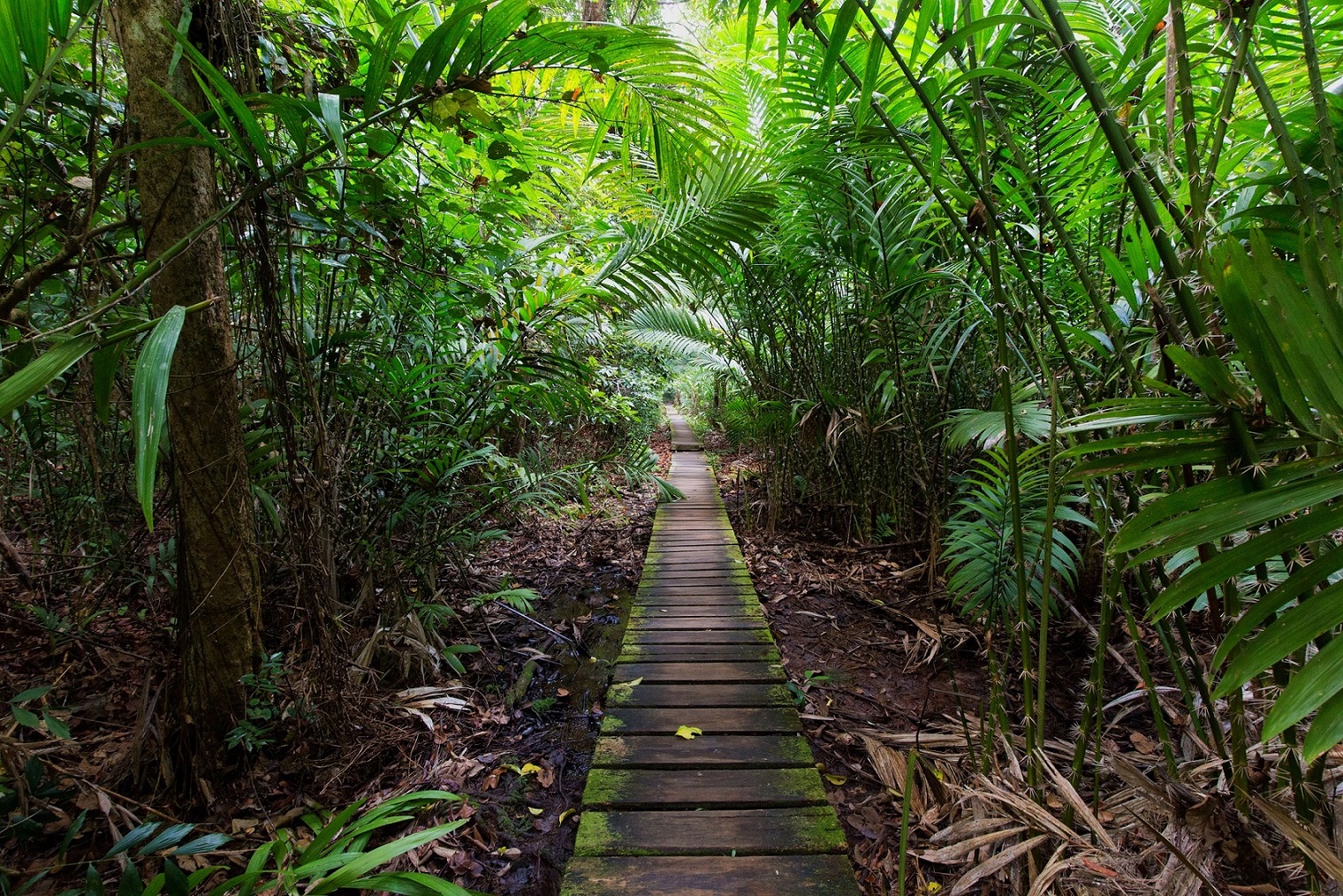 Deep in the Jungles of Borneo | Borneo Holidays | The Ultimate Travel Company