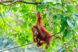 Orangutan | Borneo | Ultimate Travel Company