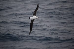 The Ultimate Travel Company | Antarctica | Albatros