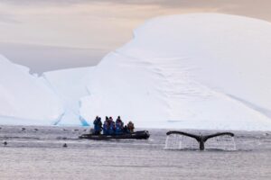 Zodiak and Humpback Whale Fin | Antarctica | The Ultimate Travel Company