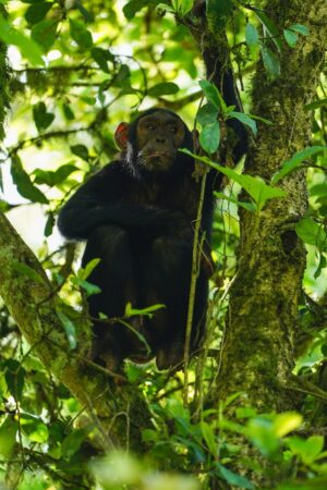 Kibale Lodge Chimpanzee | Uganda | The Ultimate Travel Company