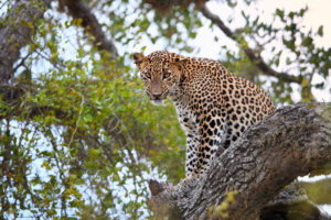 A Leopard Sitting on a Tree in Sri Lanka's National Parks | Luxury Sri Lanka Holidays | The Ultimate Travel Company