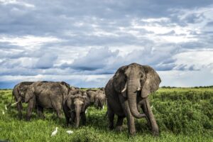 Duba Plains Camp | Botswana | The Ultimate Travel Company