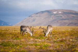 Wild Reindeer in the Summer at Svalbard | Luxury Arctic Holidays | The Ultimate Travel Company