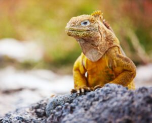 Land Iguana | Galapagos Island Holidays | The Ultimate Travel Company