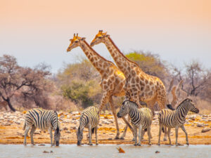 Namibia Flying Safari | Escorted Tours | The Ultimate Travel Company