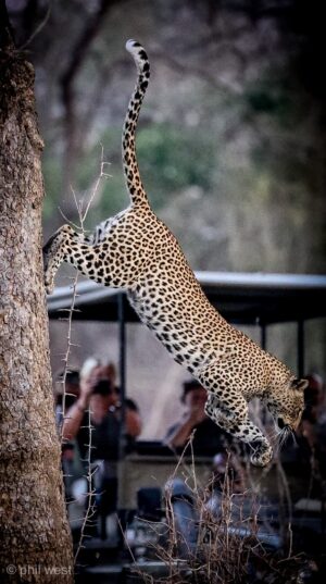 Zambia: The Luangwa Valley | The Ultimate Travel Company
