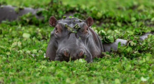 Okavango Delta Hippo | Botswana | The Ultimate Travel Company