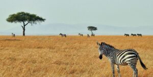 Zebra in Maasai Mara National Reserve | Kenya Holidays | Kenya Safaris | The Ultimate Travel Company