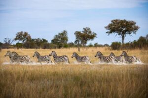 Zebras Seen in the Okavango Explorers Camp | Botswana Safaris | Botswana Holidays | The Ultimate Travel Company