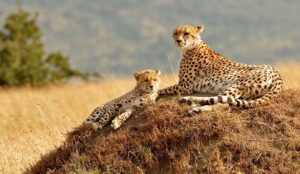 African Cheetahs in the Maasai Mara | Kenya Safari | Kenya Holidays | The Ultimate Travel Company