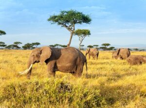 African Elephant in the Maasai Mara National Reserve | Kenya Safari Holidays | The Ultimate Travel Company