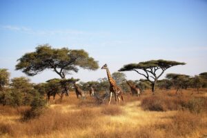Giraffes in Serengeti National Park | Tanzania Safari | Tanzania Holidays | The Ultimate Travel Company