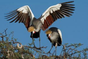 Crowned Cranes | Hwange National Park | Zimbabwe | The Ultimate Travel Company