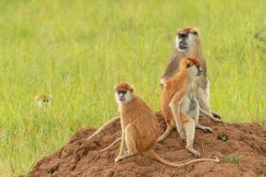 Patas or Hussar Monkeys | Kidepo National Park | Luxury Uganda Holidays | The Ultimate Travel Company