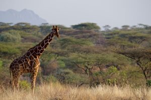 Giraffe in Laikipia Plateau | Luxury Kenya Safari Holidays | The Ultimate Travel Company