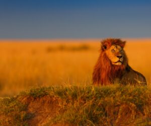Lion Enjoying the Sun | Top Ten Best Safaris in Africa | Africa | The Ultimate Travel Company