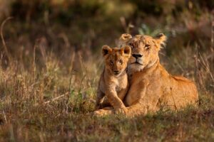 Lioness and Cub in Maasai Mara | Kenya Safari | Kenya Holidays | The Ultimate Travel Company