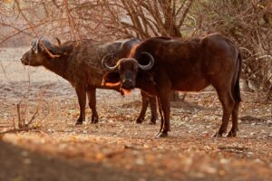 African Buffalo | Mana Pools National Park | Zimbabwe | The Ultimate Travel Company