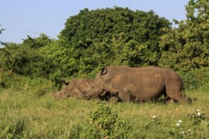 White Rhino Mother and Calf | Meru National Park | Kenya | The Ultimate Travel Company