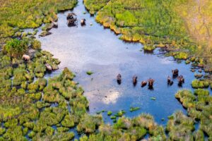 Aerial View of Elephants in the Okavango Delta | Luxury Botswana Holidays | The Ultimate Travel Company