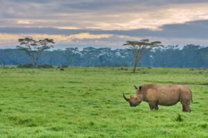 Black Rhino Standing on the Grass in Lake Nakuru | Kenya | The Ultimate Travel Company