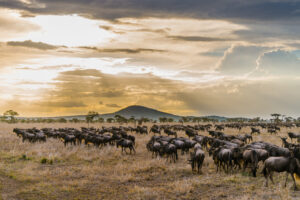Wildebeest | Serengeti National Park | Tanzania | The Ultimate Travel Company